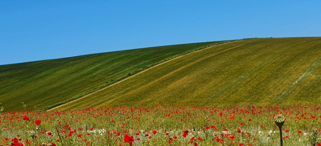Fields on a hill in the South Downs. Yellowing fields in the background with poppies growing in the foreground