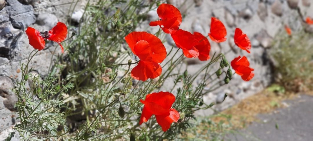 poppies growing through a crack in a wall