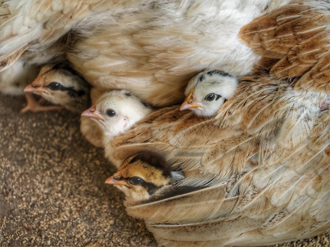 Close up of chicks under a hen's wing