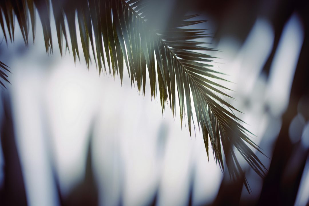 Dark Green palm leaf hanging from the left over a blurred background of light and leaves