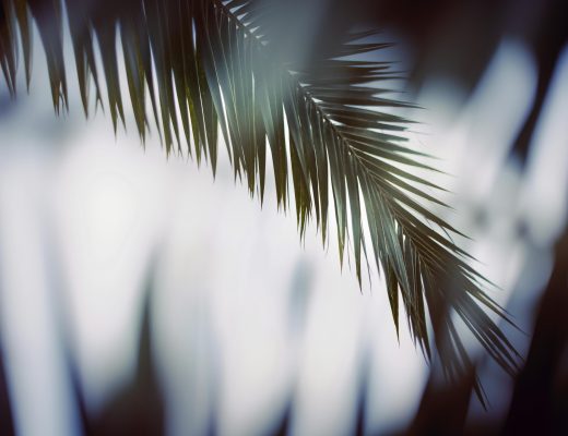 Dark Green palm leaf hanging from the left over a blurred background of light and leaves